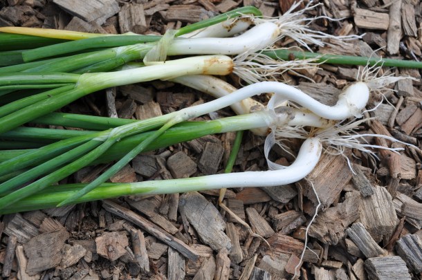 garden and jennys 020