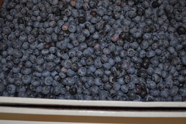 larriland blueberries and my garden 039