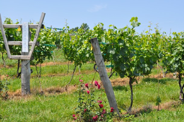 linden vineyards 017