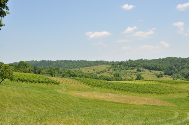 linden vineyards 026