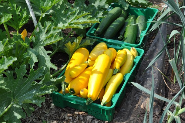 food bank and zucchini 004