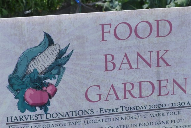 food bank and zucchini 010