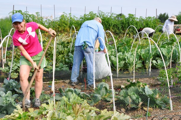 food bank volunteers and gardens 011