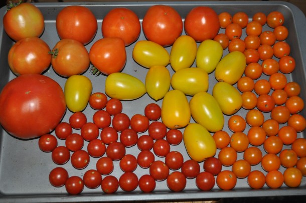 food bank volunteers and gardens 033