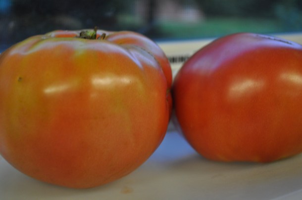 food bank volunteers and gardens 040