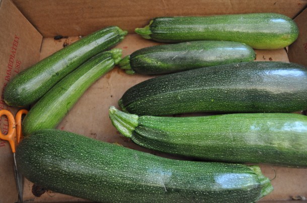 garden and dinner zucchini 008