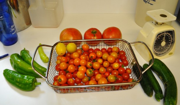 harvest starting 001