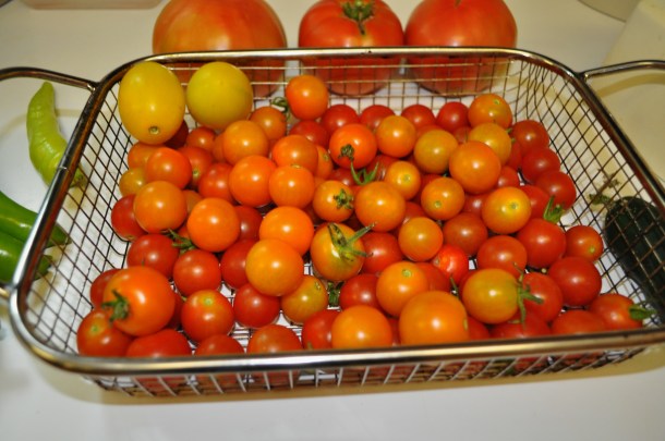 harvest starting 004