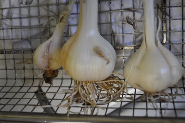 harvesting garlic 014