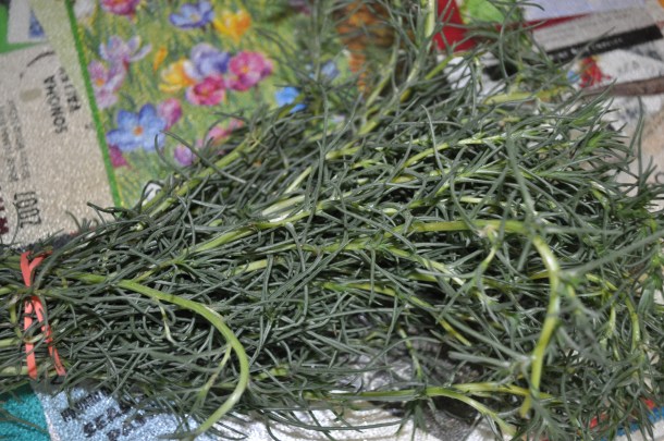 july 17 csa and FF 011