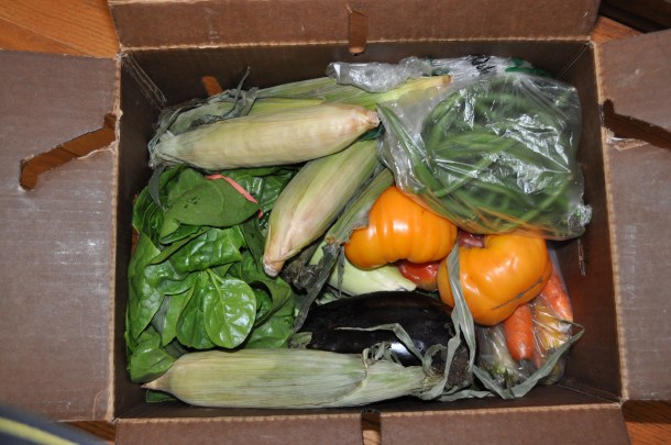 aug 14 csa and blackberry cubes 018