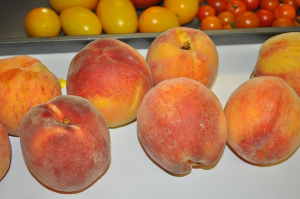 aug 7 csa and ff 003