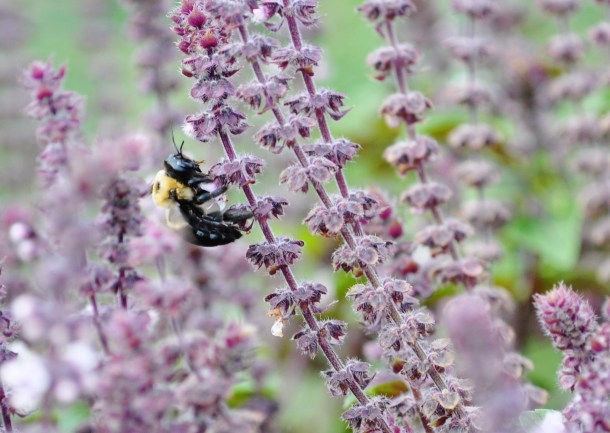 garden, tower and nottingham 005