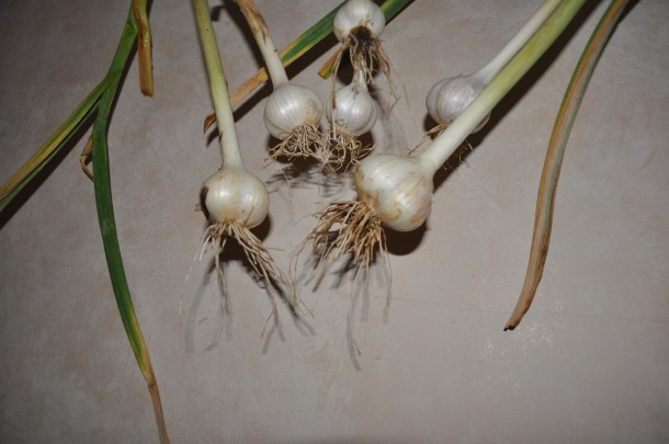 harvesting garlic 008