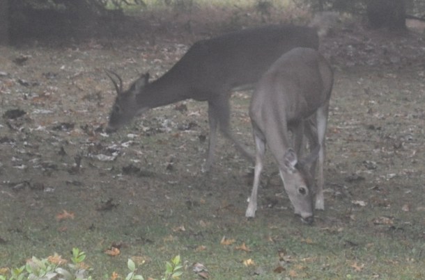 cooking and deer 022