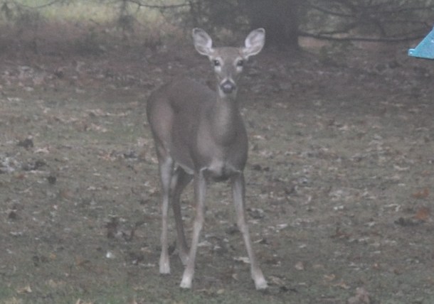 cooking and deer 025