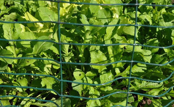 fall fest and basil 017