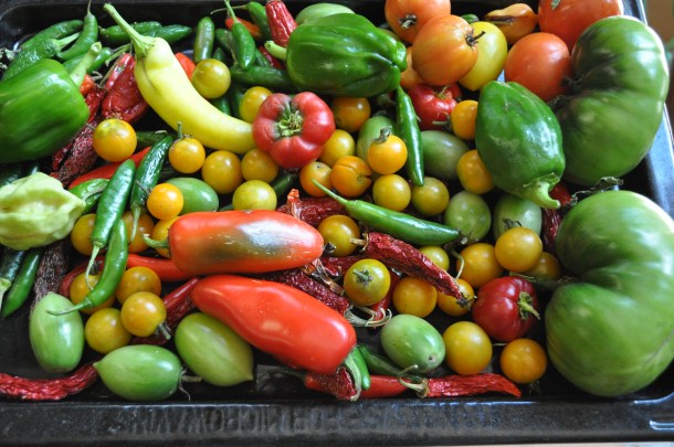 fall fest and basil 020