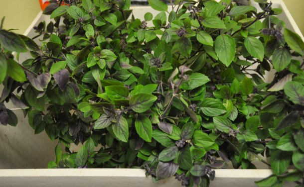 fall fest and basil 032