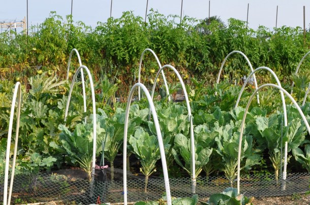 food bank volunteers and gardens 008