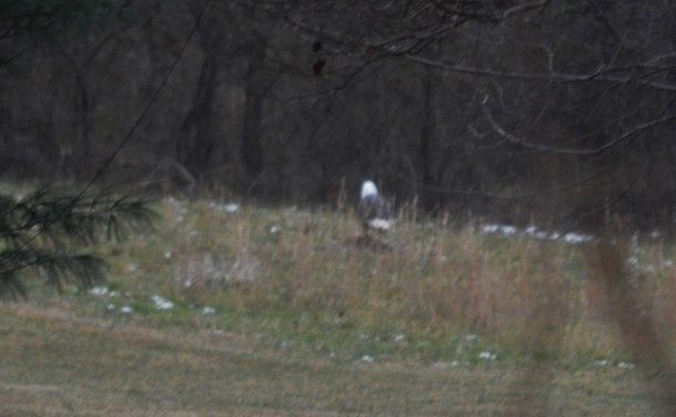 eagle in yard 001