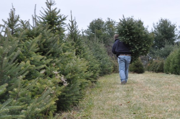 library tasting and tree selection 046
