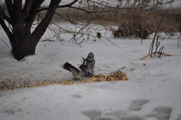 Hawk January 2011 025