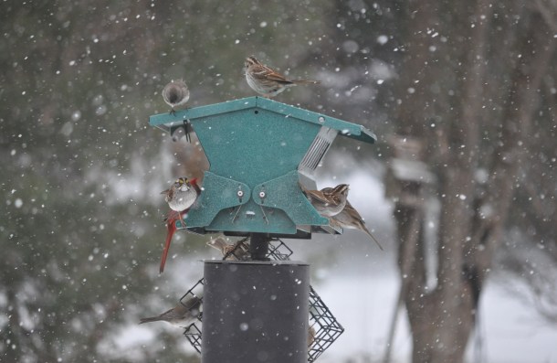 birds and snow and cooking 040