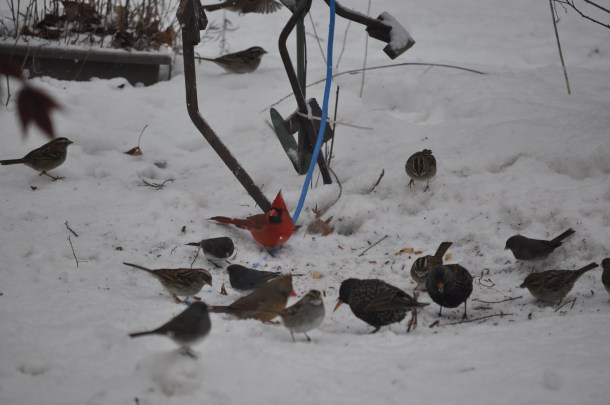 birds and snow and cooking 041