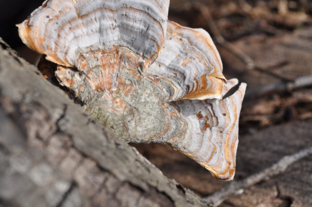 daytripping and bioblitz 053