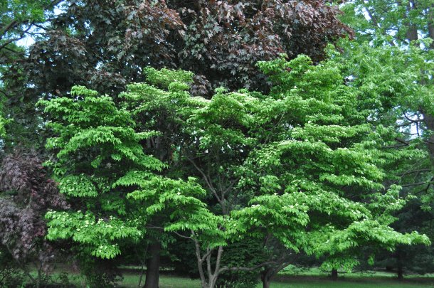 flowers and food 025