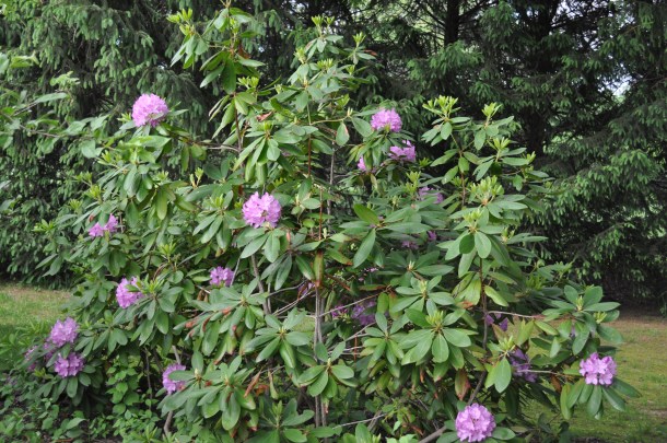 flowers and food 030