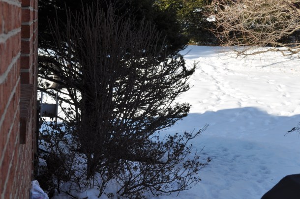 snow. deer and cooking 001