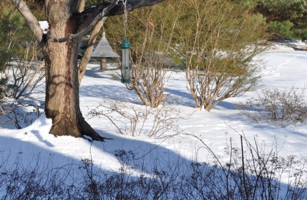 snow. deer and cooking 004