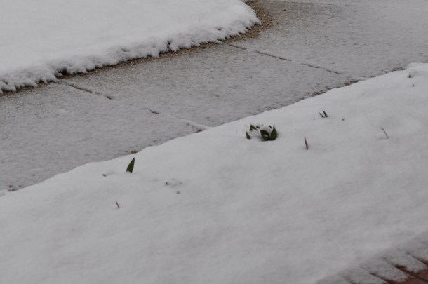 the last snow of 15 017