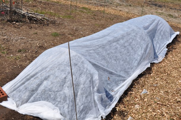 eggs garden csaapr1 and col gateway 047