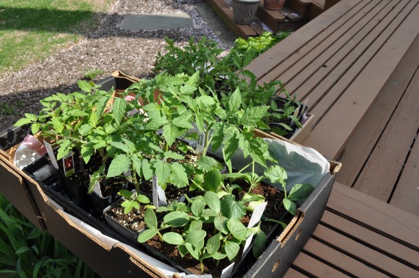 flowers sharps and spring stuff 089