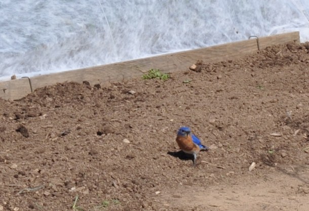 garden blue birds 007