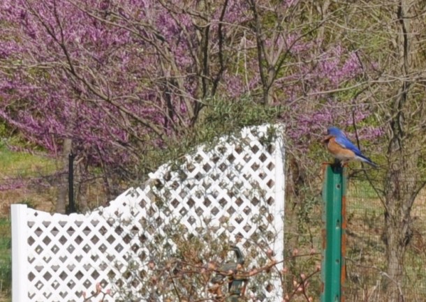 garden blue birds 011