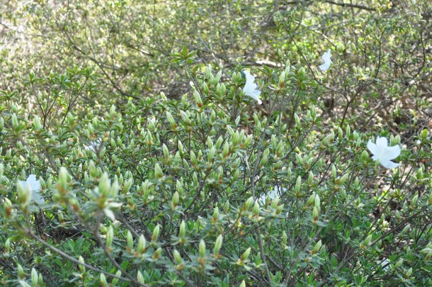 brighton dam picnic 032