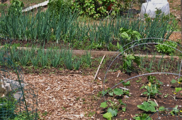 csa may 19 bioblitz hundred sq garden 041