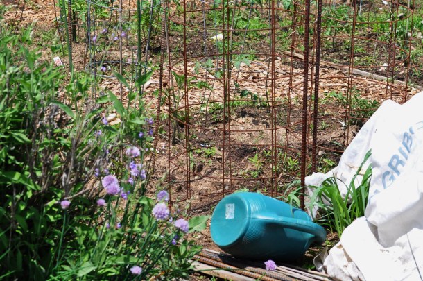csa may 19 bioblitz hundred sq garden 055