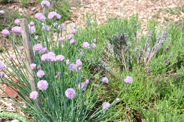 csa may 19 bioblitz hundred sq garden 057