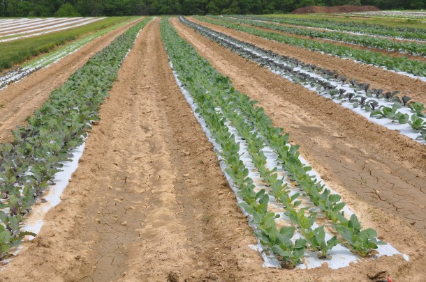 gorman markets and csa week eleven 010