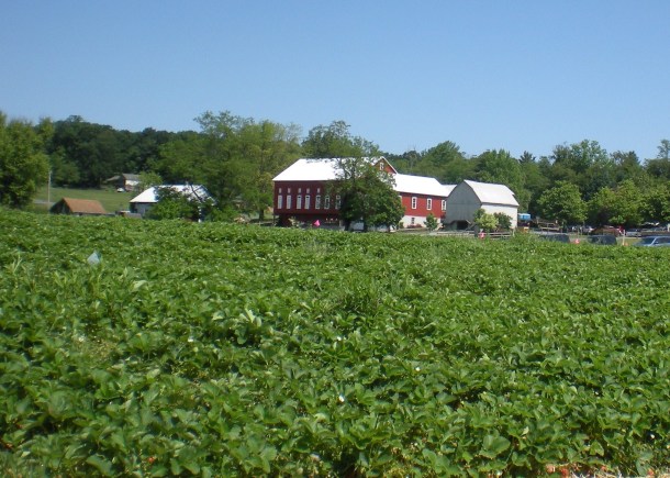 larriland and hocohospital market 013