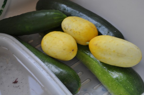 larriland and garden 041