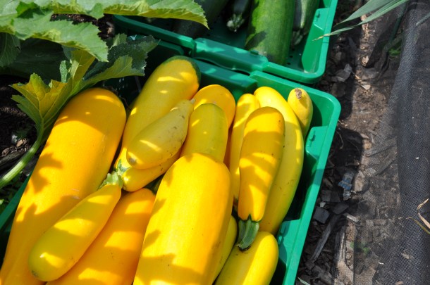 food bank and zucchini 007