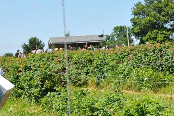 larriland blueberries and my garden 011