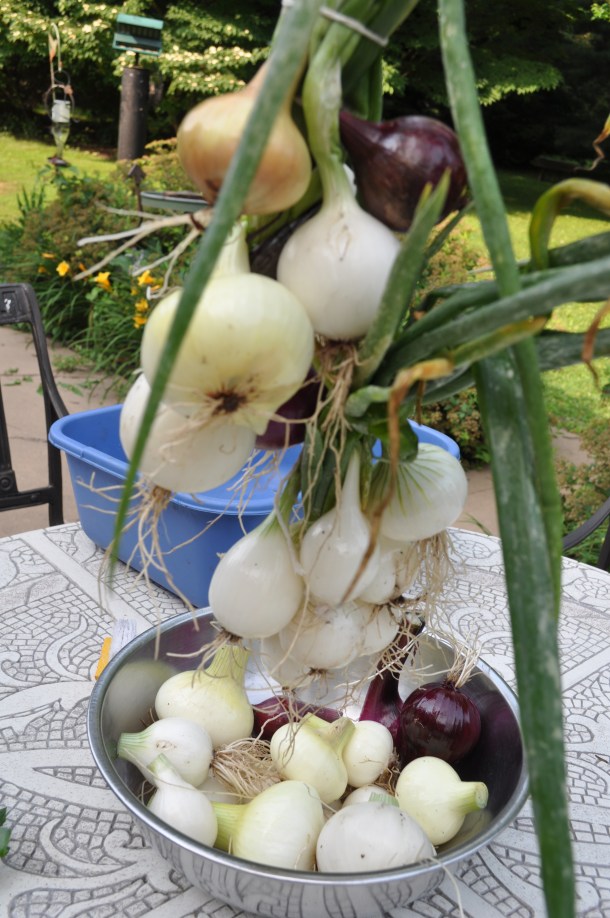 garden and fandf eat local 030