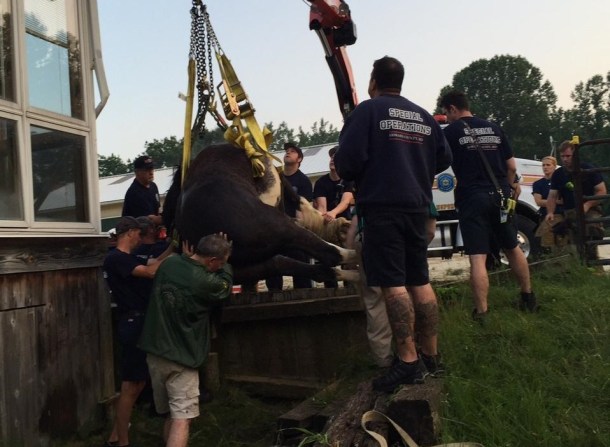 ph-ho-horse-rescued-from-ditch-pg-20150617-002